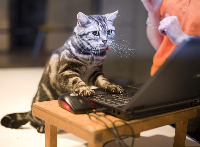 Кот сидит на столе с ноутбуком (животное, кот, cat using laptop, ноутбук, технология)