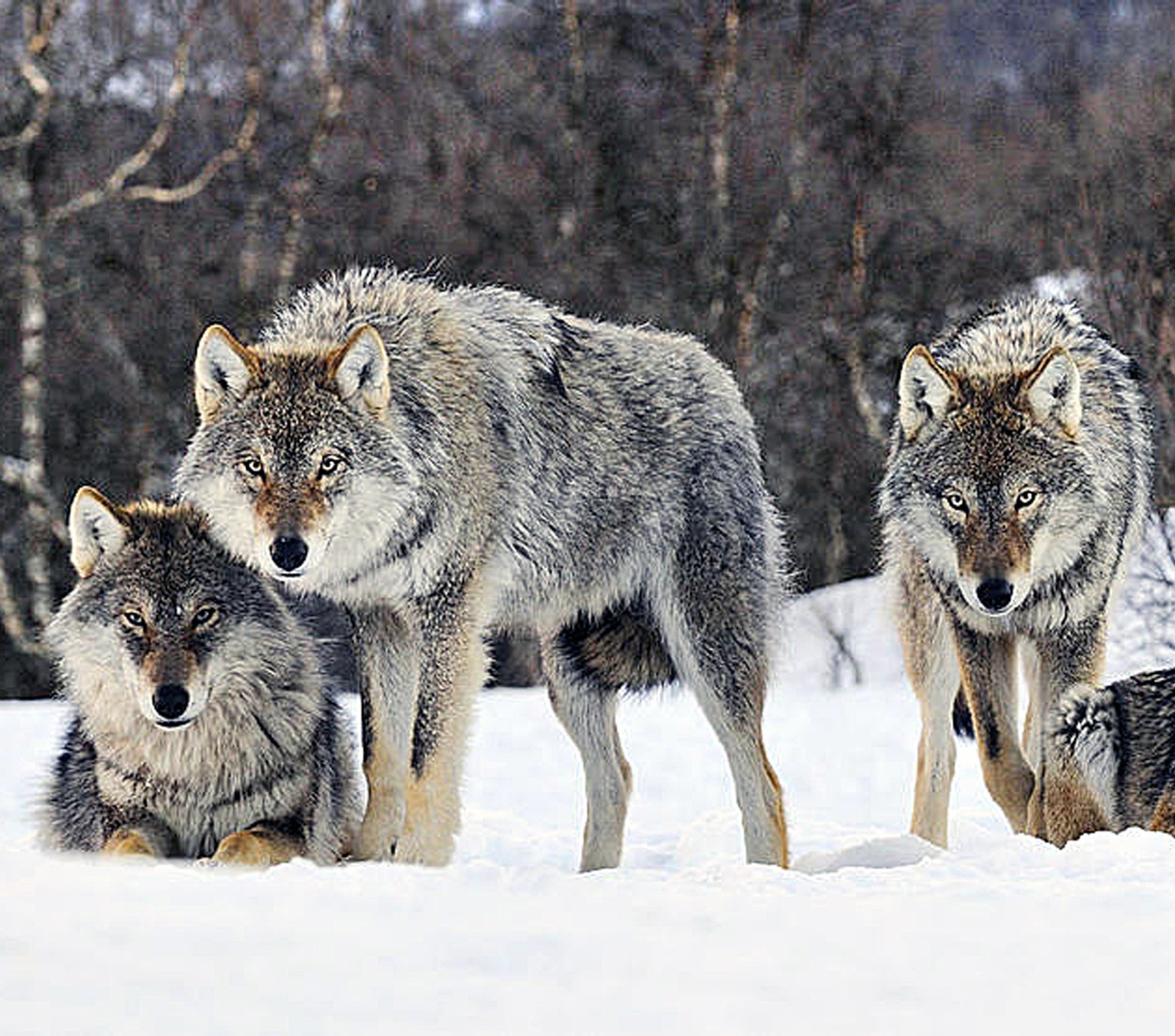 Tres lobos grises están de pie en la nieve cerca de árboles (invierno, lobos)