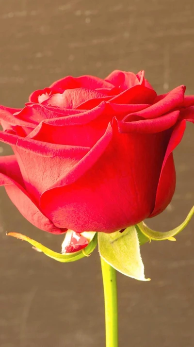 Élégante rose rouge en fleur