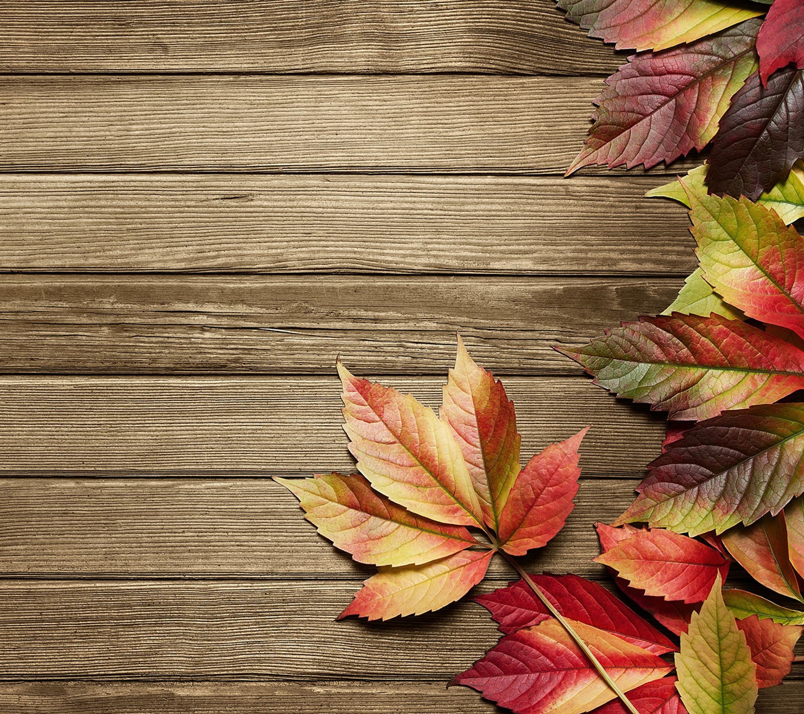 A close up of a wooden surface with autumn leaves (autumn, fallen, leaves, wood)