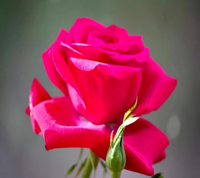 hermoso, rosa