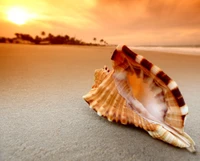 Coquillage au lever du soleil sur une plage tranquille