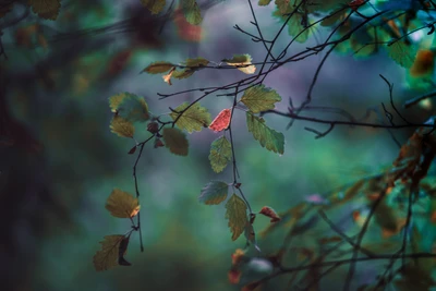 Feuilles d'automne enchanteurs dans un paysage naturel coloré