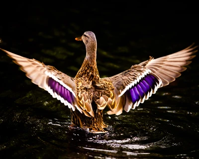 Majestätischer Schwan breitet seine Flügel am See aus