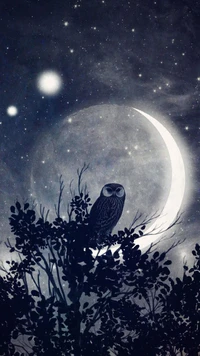 night, owl