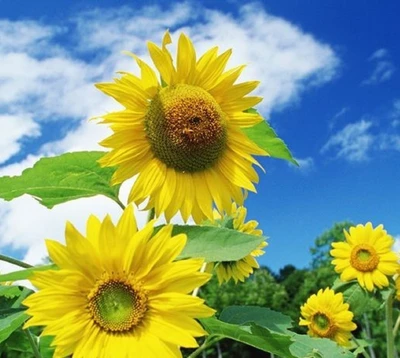 Girasoles vibrantes contra un cielo azul brillante