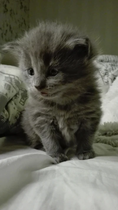 Adorable Grey Kitten Exuding Cuteness and Love