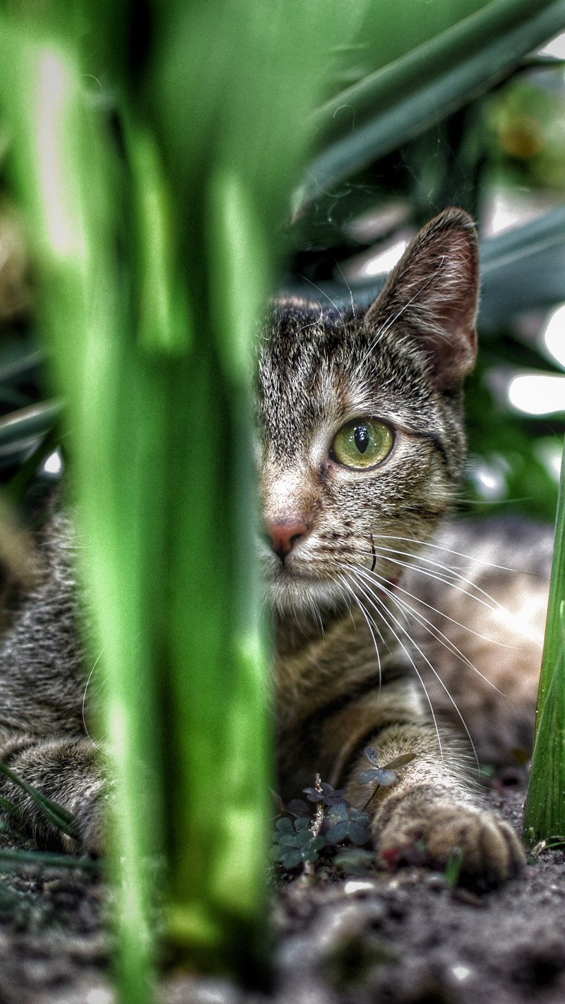 Кот, который лежит на земле (кот, кошки, милый, котёнок)