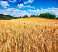 Goldene Weizenfelder unter einem hellblauen Himmel