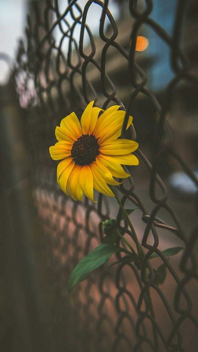 There is a yellow flower that is growing through a fence (flowers, sun)