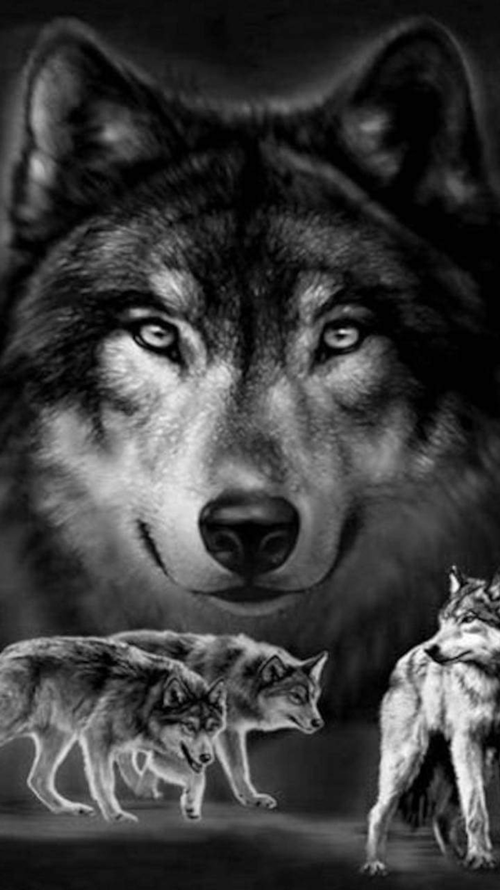 A black and white photo of two wolfs and a cat (family, hunt, wolves)