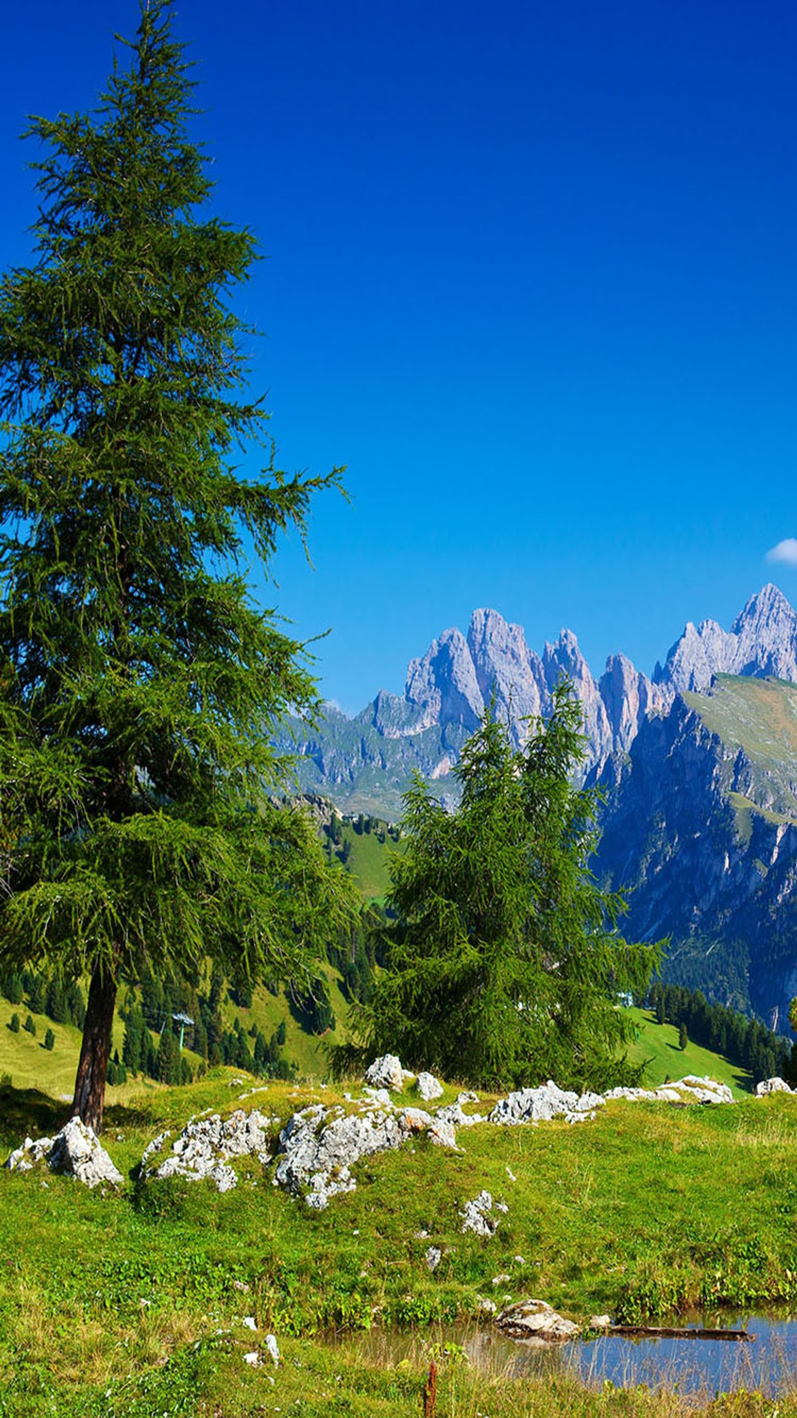 Une vache debout dans un champ avec une montagne en arrière-plan. (vert, vallée)