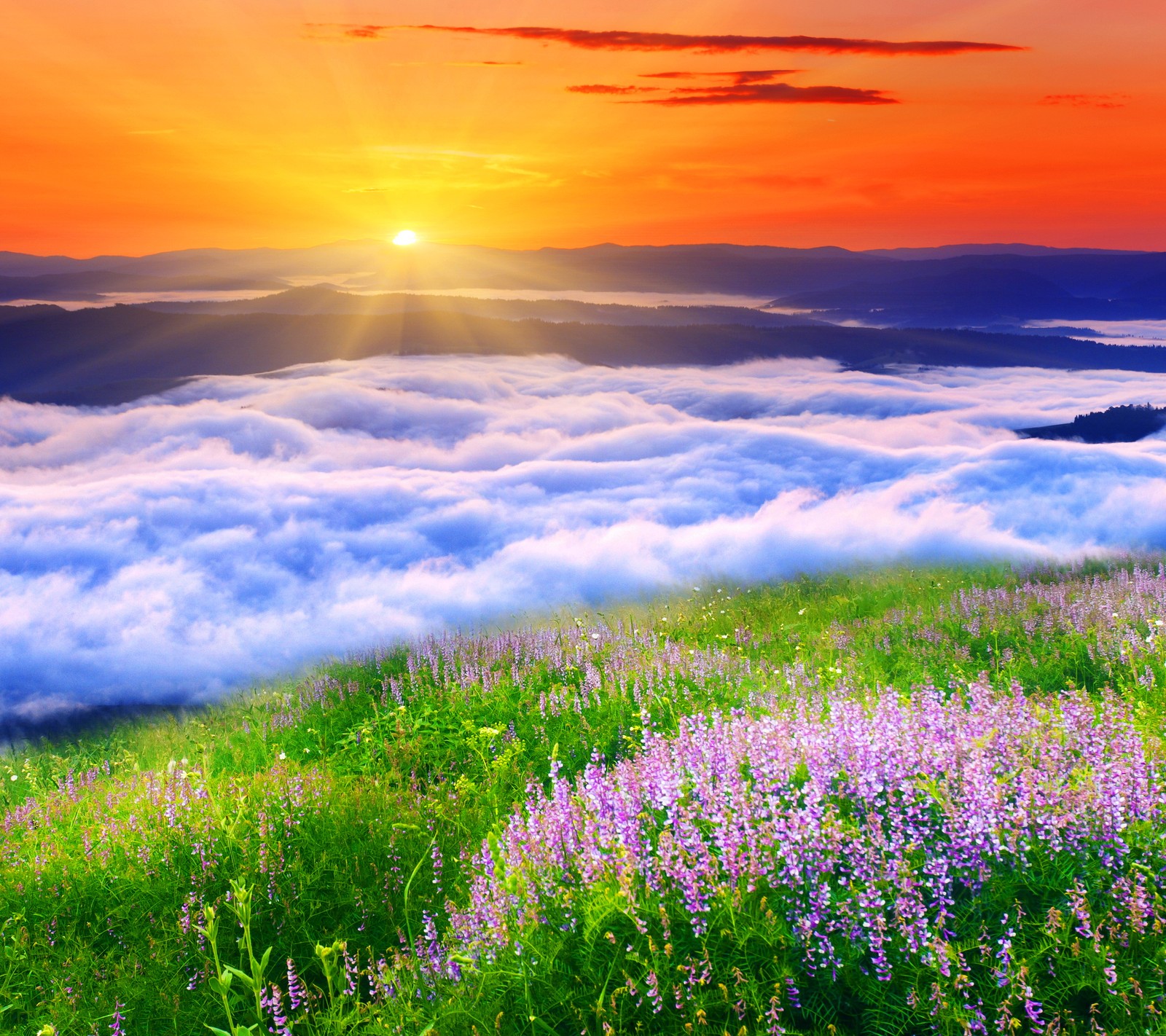 A view of a field of flowers with the sun setting over the clouds (beautiful, cloudy, field, flowers, mountains)