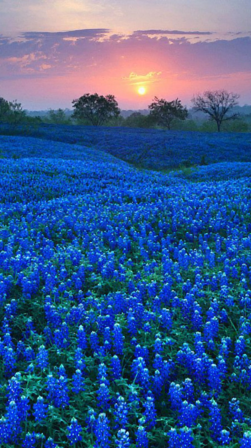 Аэрофотосъемка поля с голубыми цветами на закате (голубая шляпка, bluebonnet, bluebonnets, облака, цветок)