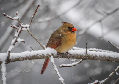 aves, cardenal