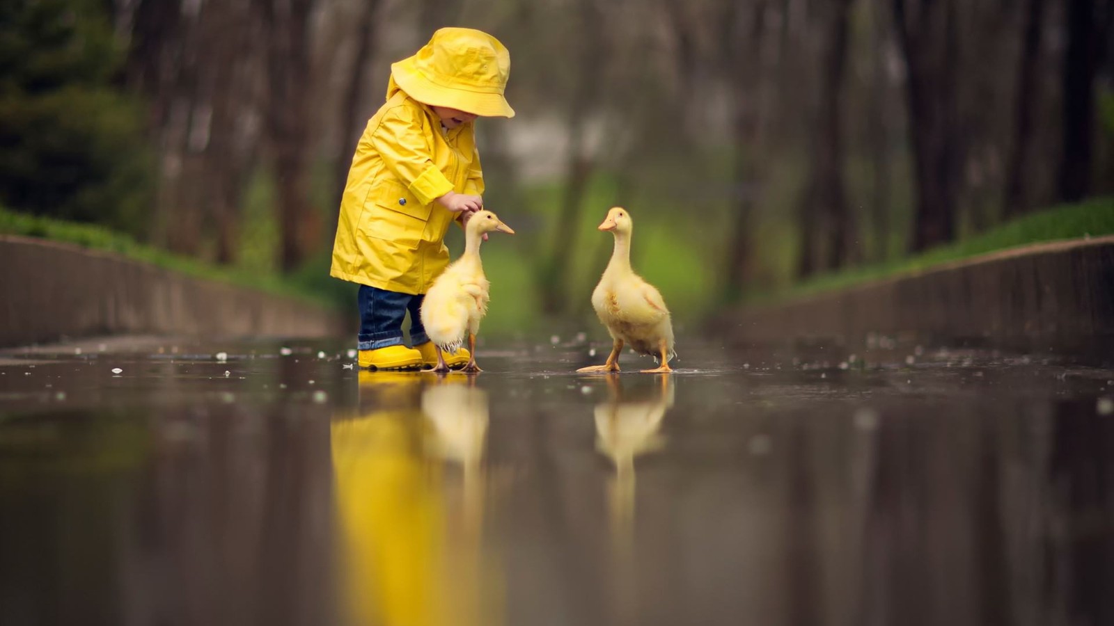 Araffes in a yellow raincoat and a yellow hat are feeding ducks (duck, water, bird, water resources, toy)