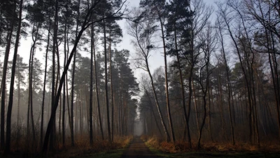 Misty Path Through a Temperate Coniferous Forest