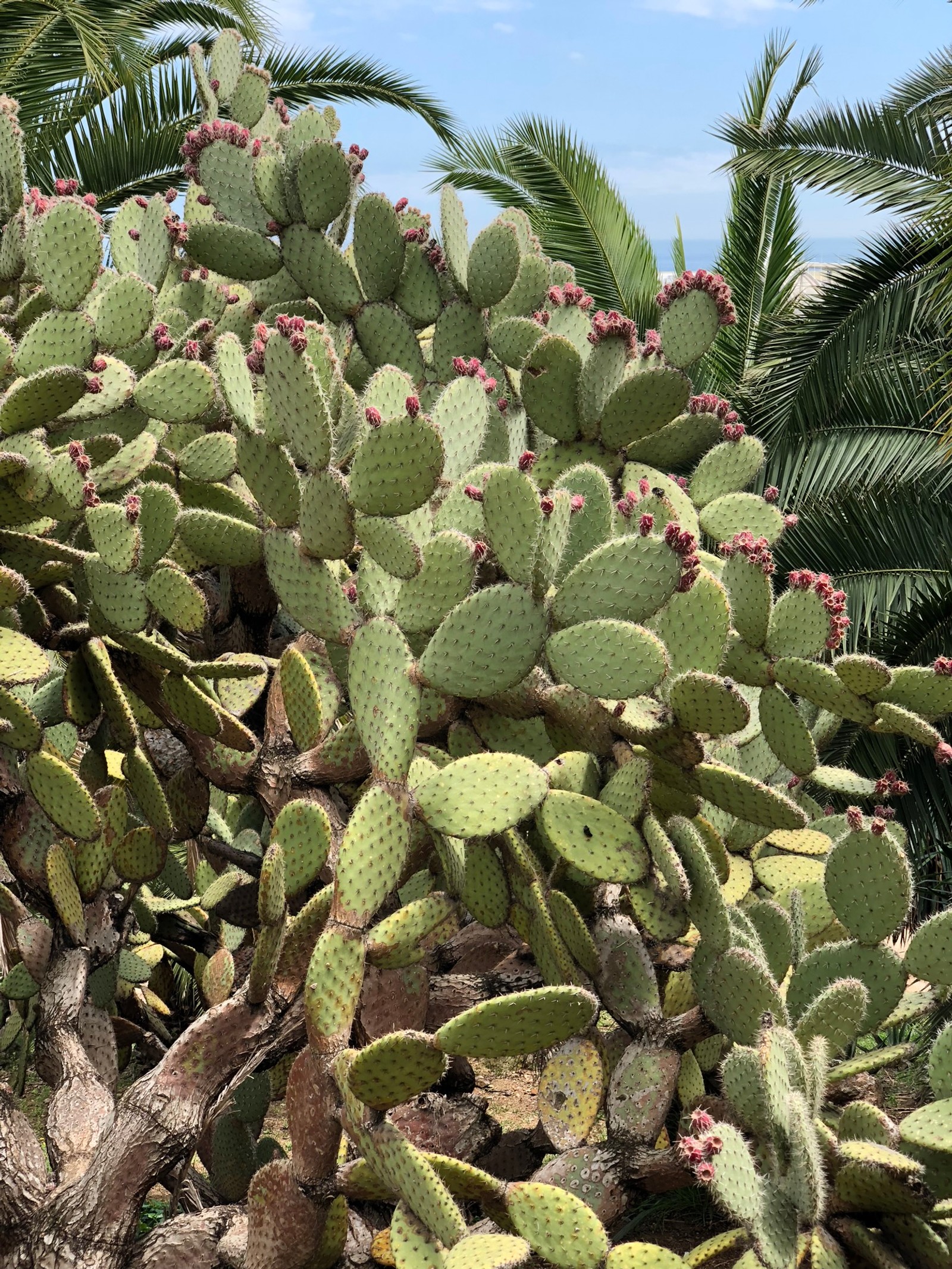 Il y a une plante de cactus avec des fleurs roses qui poussent dessus (végétation, cactus, biome, broussaille, communauté végétale)