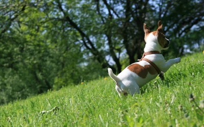 Filhote brincalhão de Jack Russell Terrier explorando um prado verde exuberante sob as árvores.