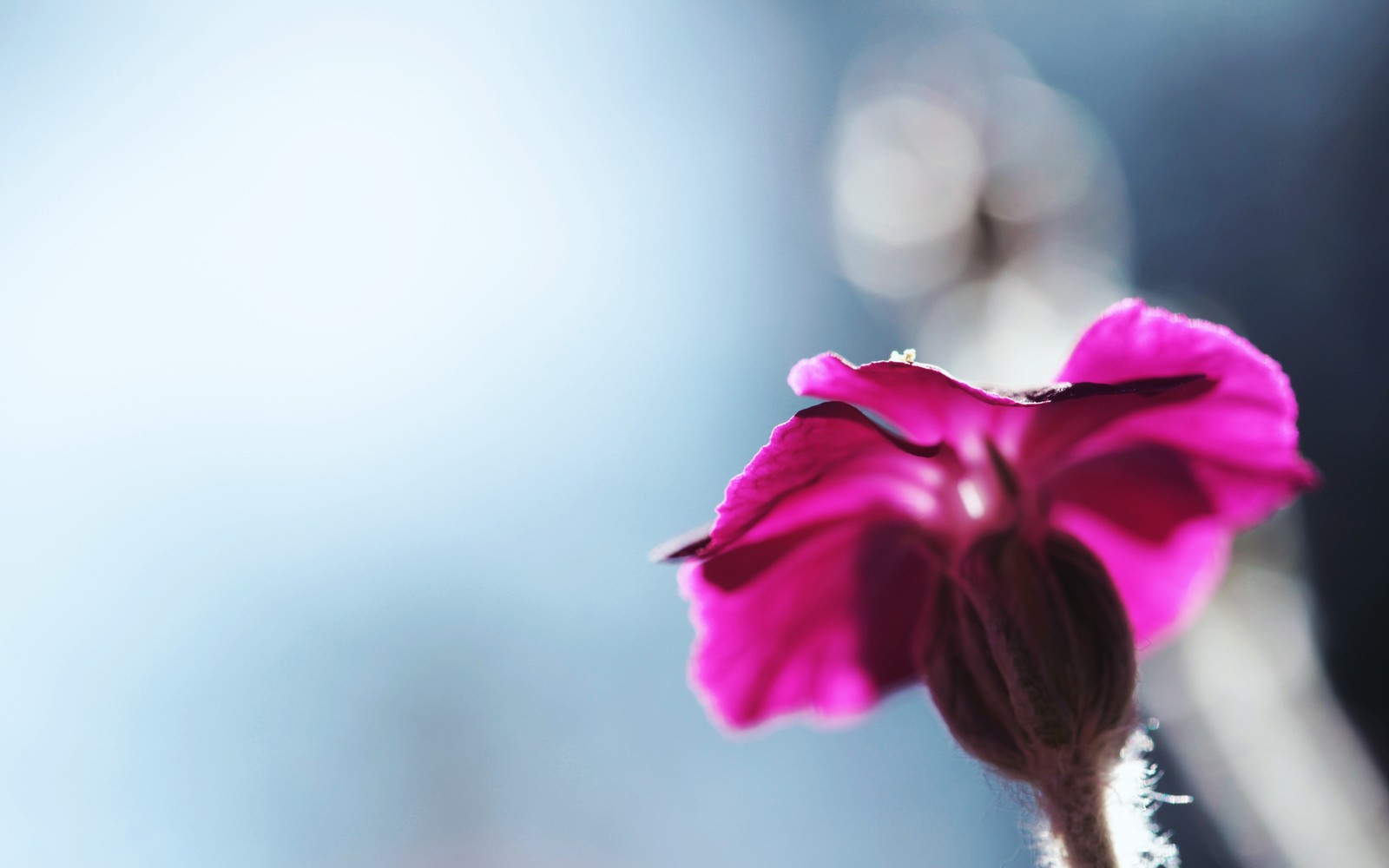 There is a pink flower that is growing out of a stem (pink, petal, pinkie, blossom, spring)