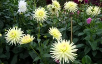 Dahlias jaunes vibrants en pleine floraison