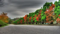 Lebendige herbstliche Laubfärbung entlang einer ruhigen Straßenlandschaft