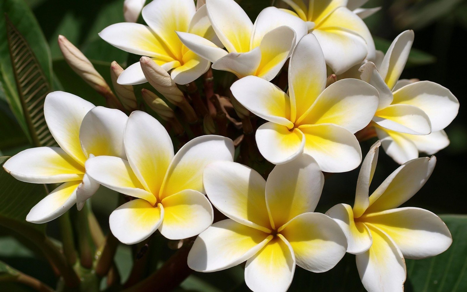 Il y a beaucoup de fleurs blanches et jaunes qui fleurissent. (jaune, pétale, frangipanier, plante, fleur sauvage)