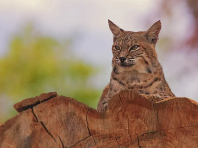 Lince eurasiano espreitando em um tronco de árvore em seu habitat natural