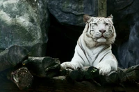 Majestoso tigre branco descansando em um tronco entre rochas naturais