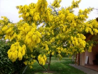 Lebendige gelbe Mimosenbäume blühen im Frühling