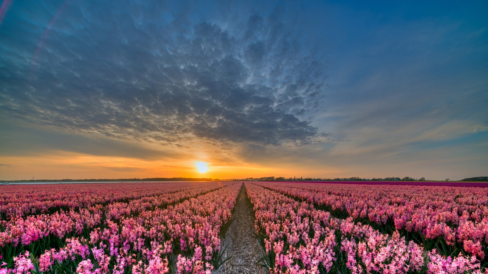 tulip, flower, field, spring, morning wallpaper