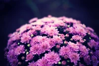 Vibrant Purple Chrysanthemum Bouquet with Soft Bokeh