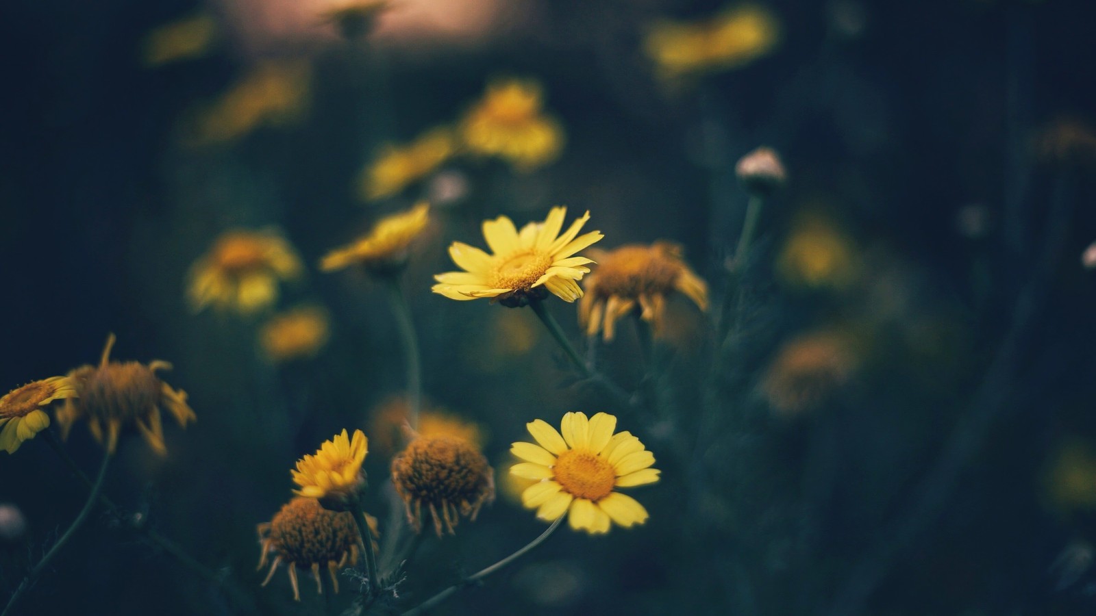 Yellow flowers in a field with a full moon in the background (daisy, flowers, nature)