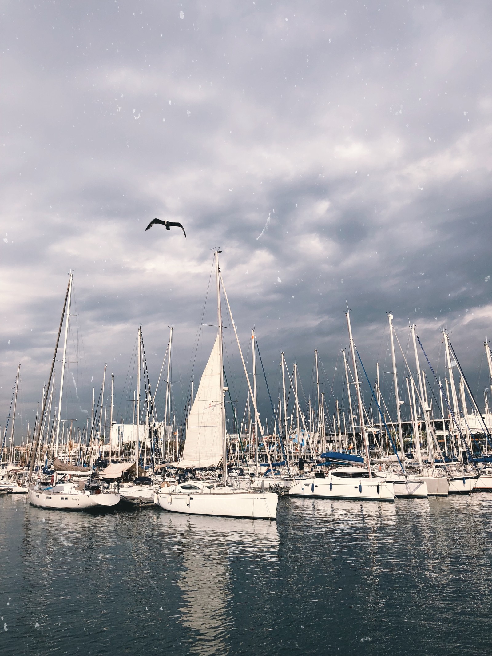 Des bateaux sont amarrés dans un port avec un oiseau volant au-dessus d'eux (voile, nuage, embarcation, liquide, bateau)