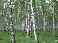 russland, russia, natur, baum, wald