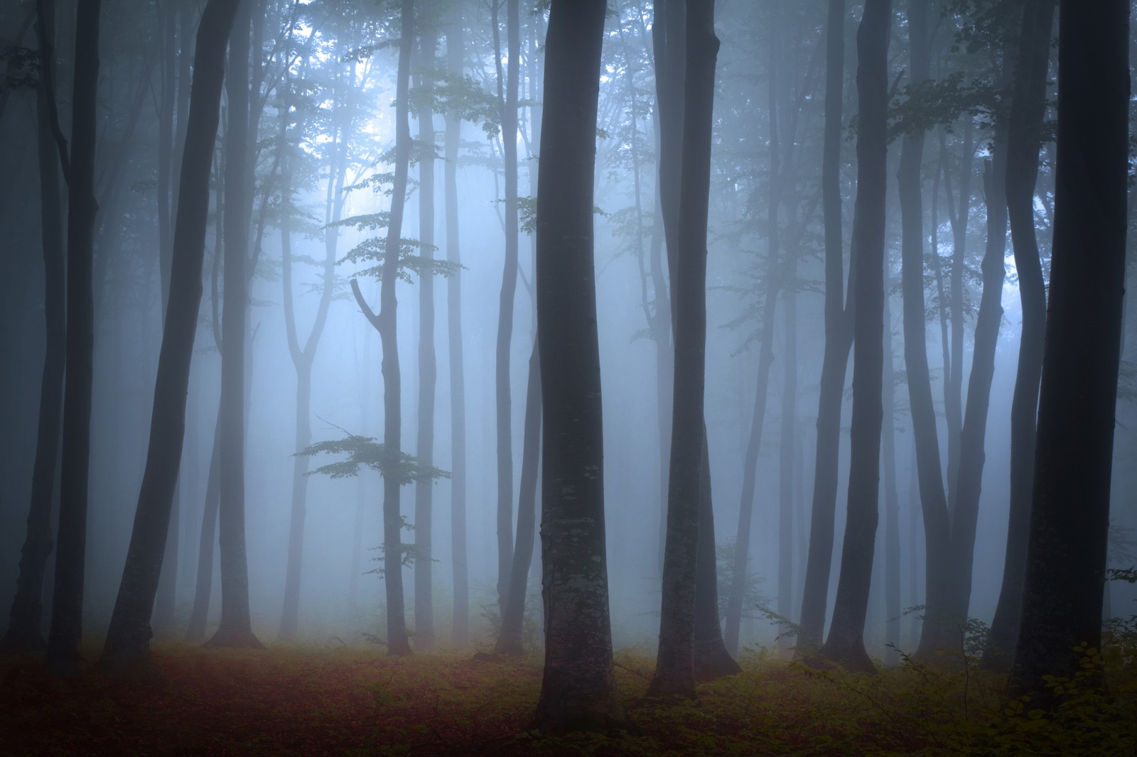 Bäume in einem nebligen wald mit einer bank im vordergrund (nebel, baum, wald, waldland, atmosphäre)