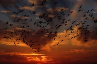 Migración de aves majestuosa al atardecer