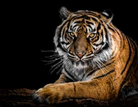 wildlife, whiskers, white tiger, felidae, siberian tiger wallpaper