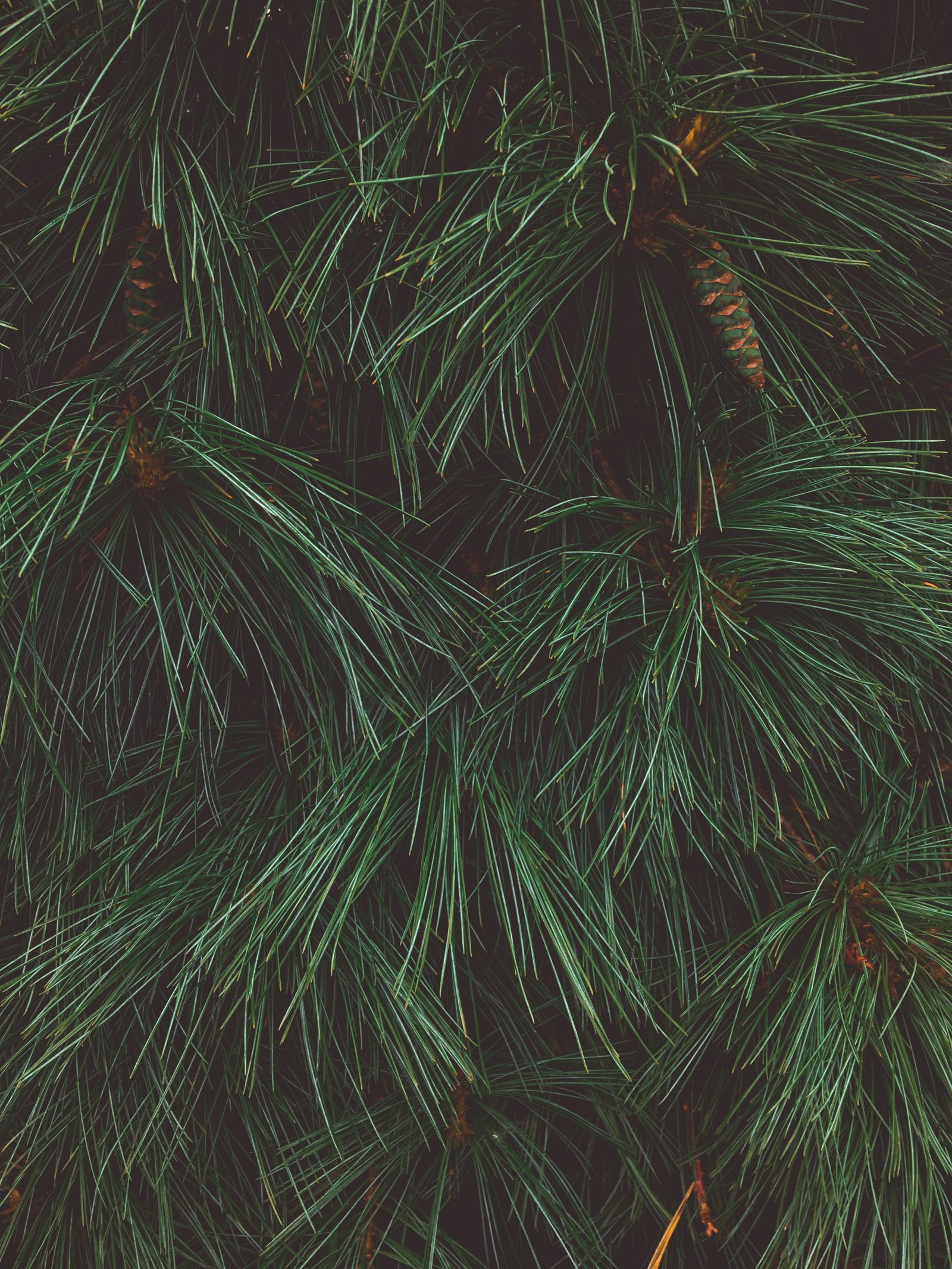 A close up of a pine tree with green needles (pine, green, christmas day, conifer cone, plant)