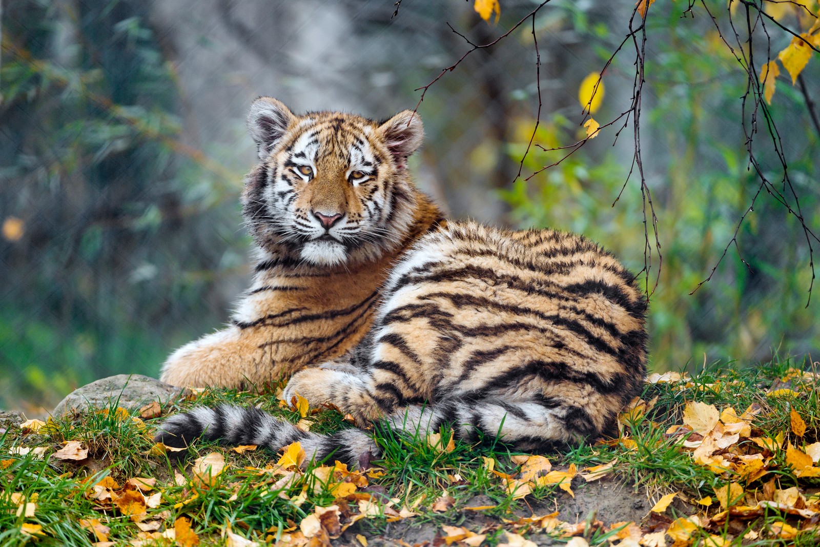 young tigress, carnivore, autumn leaves, grass, wild animal wallpaper