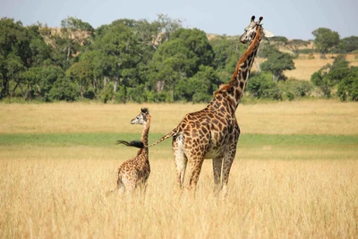 jirafa, animal terrestre, giraffidae, vida silvestre, pradera