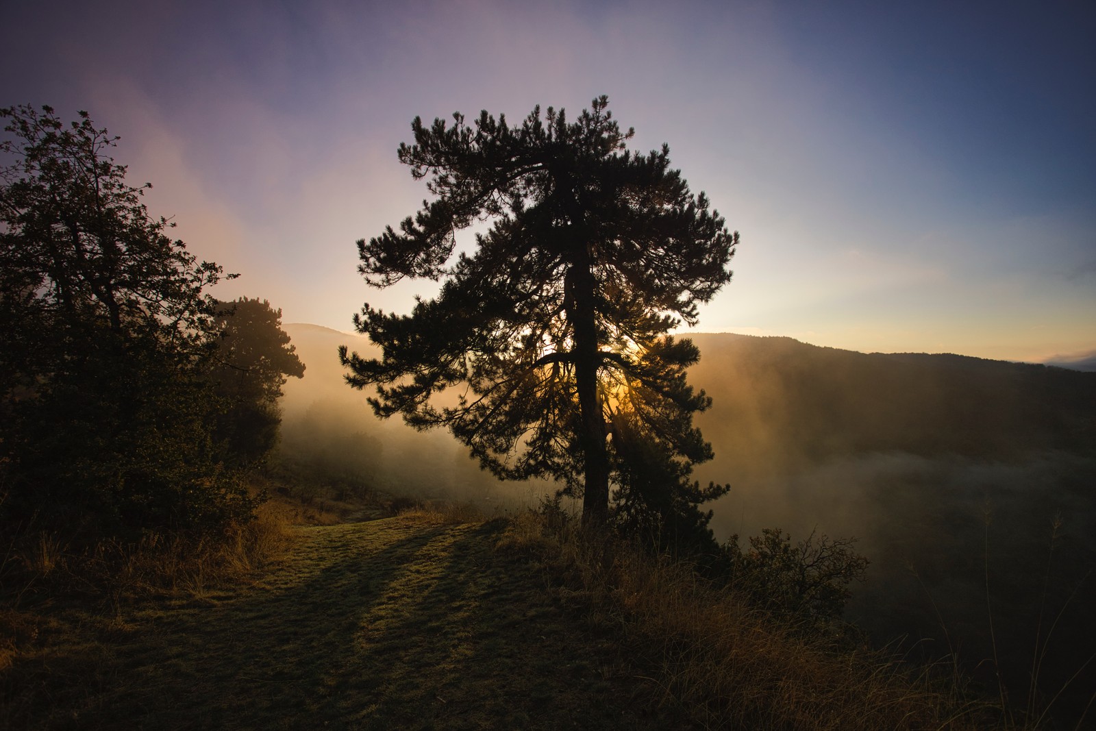 A lone tree stands on a hill overlooking a foggy valley (nature, natural landscape, tree, morning, sunrise)