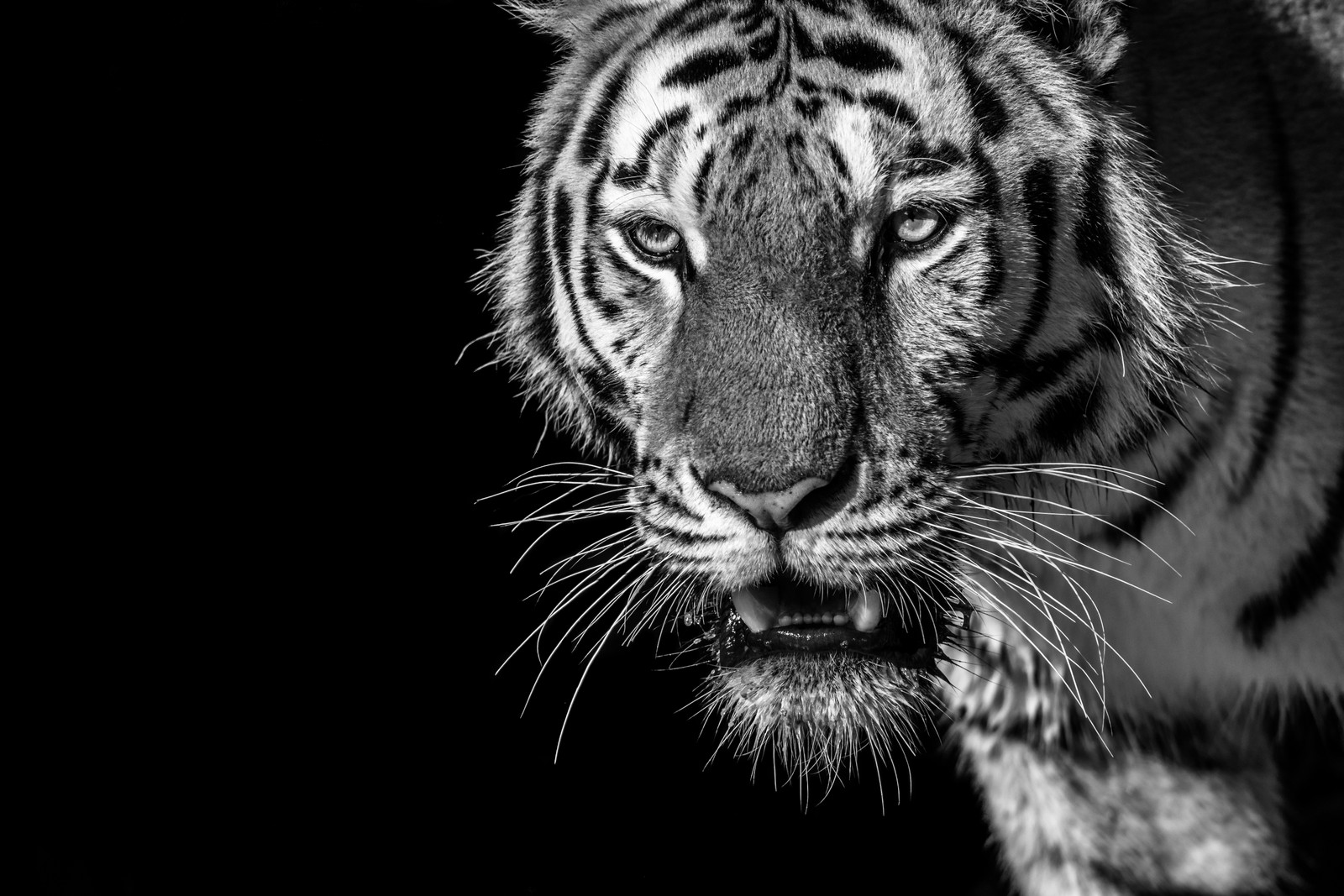 A close up of a tiger walking in the dark with a black background (tiger, white tiger, bengal tiger, wildlife, whiskers)