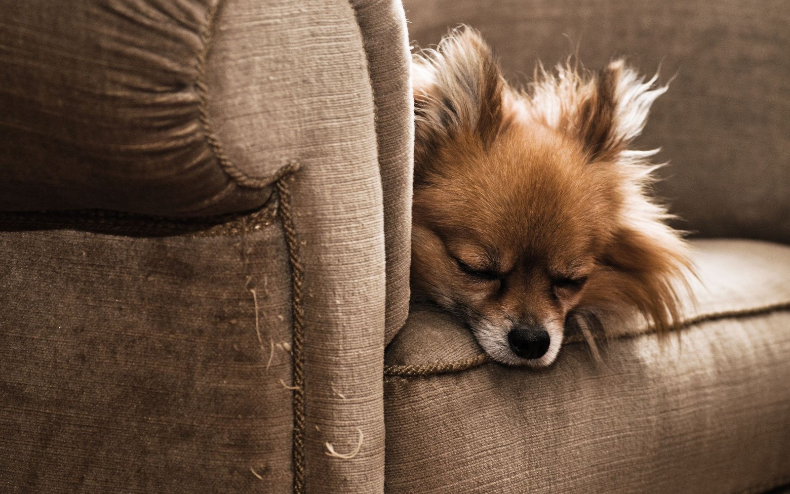 Há um cachorro gordinho dormindo em um sofá com a cabeça no travesseiro (chihuahua, filhote, pomerânia, pomeranian, raça de cachorro)