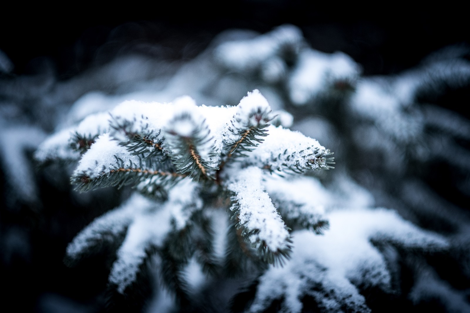 A close up of a pine tree covered in snow (winter, snow, good, cold, plant)