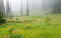 Mist-covered meadow with wildflowers and dense evergreen trees, showcasing a vibrant ecosystem in a nature reserve.