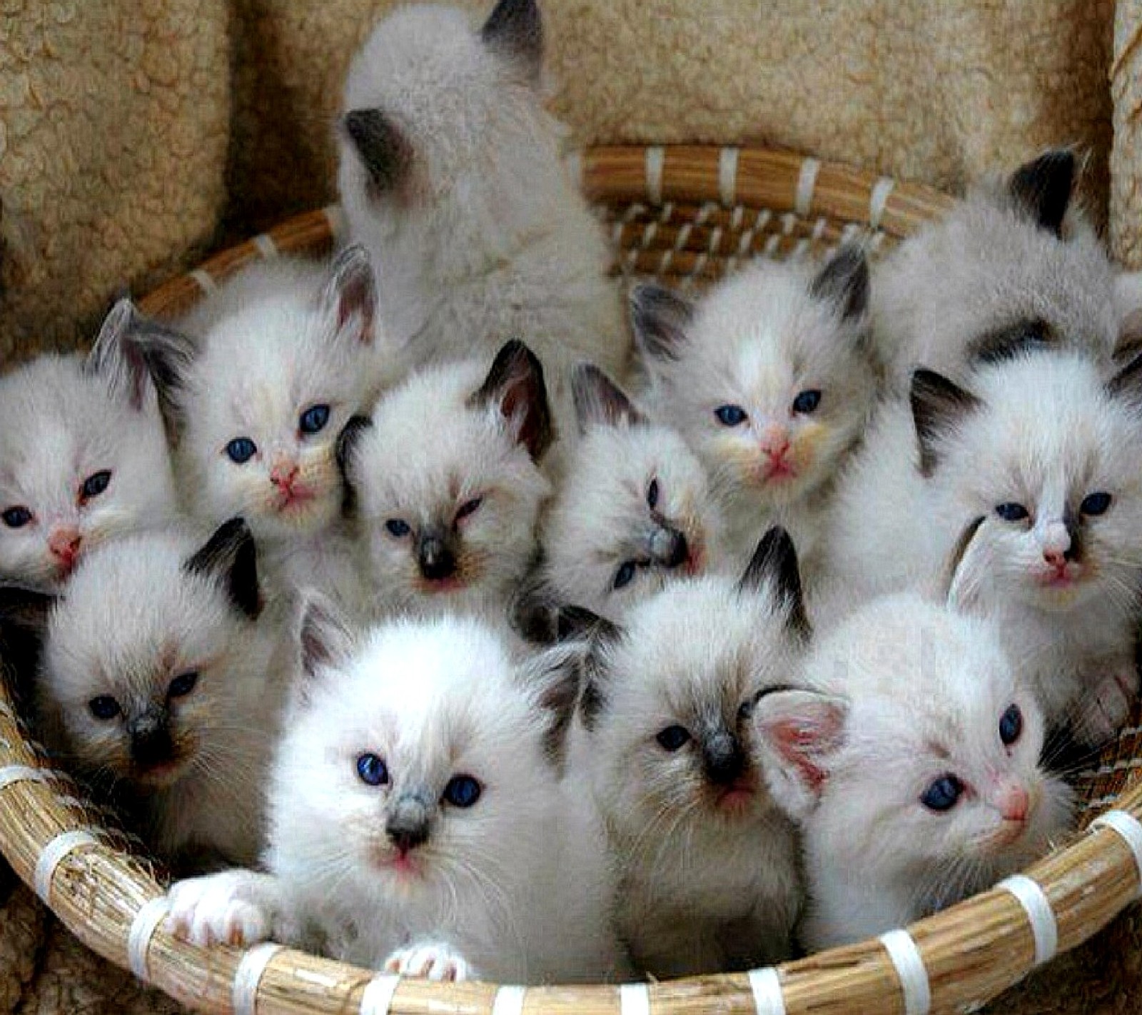 kittens Download Wallpaper