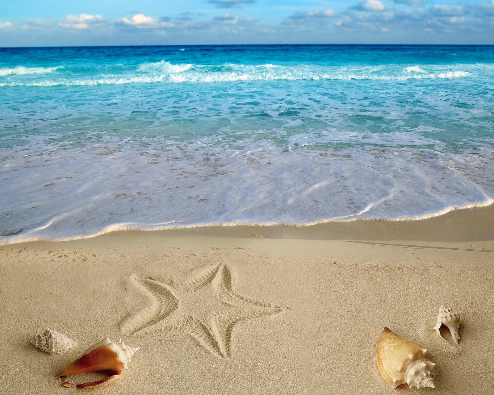 Uma vista aérea de estrelas do mar e conchas na praia com o oceano ao fundo (praia, areia, mar, conchas, verão)