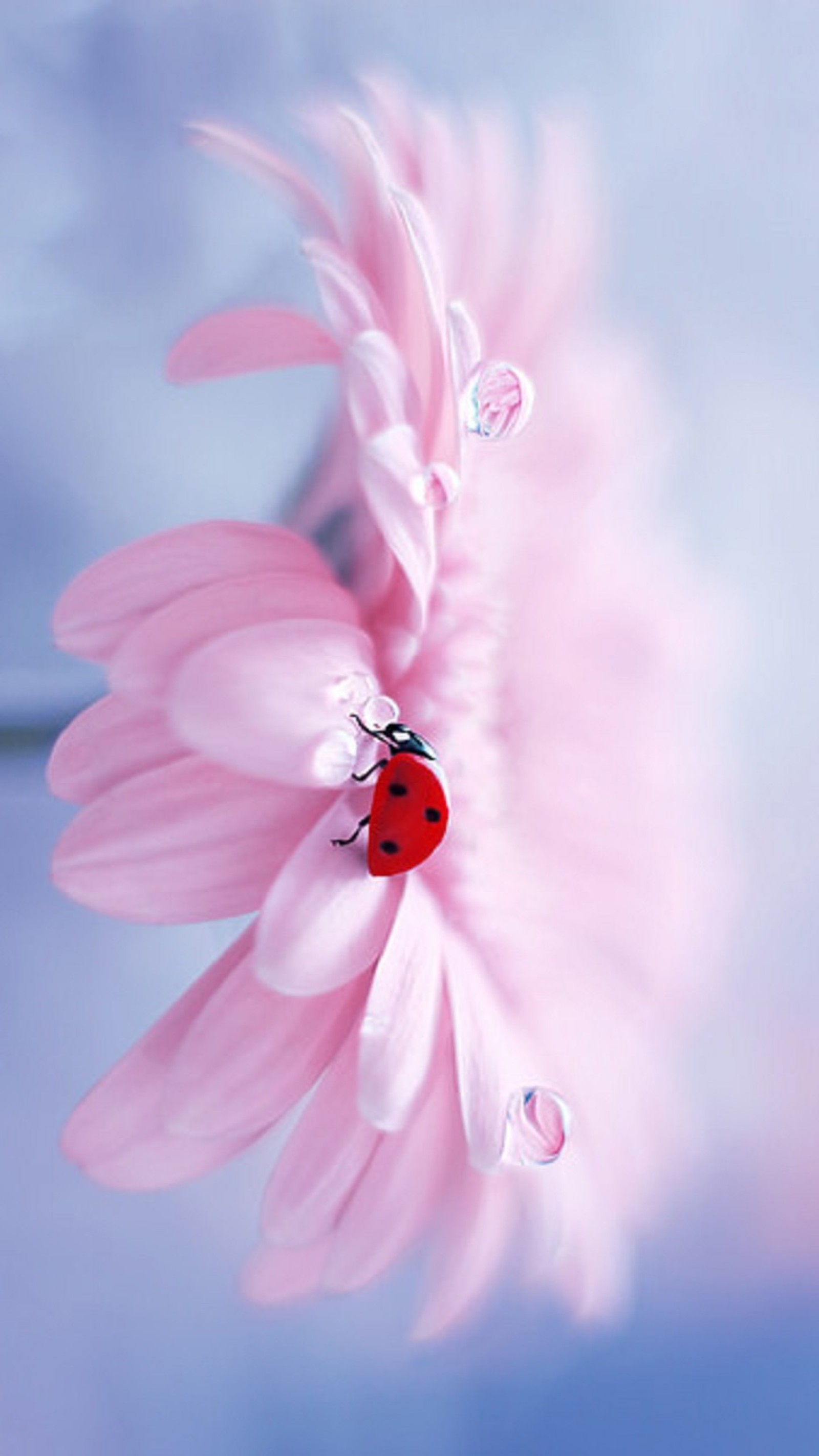 drops, gerber, ladybug, together Download Wallpaper