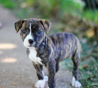 Cachorro Pitbull atigrado en un camino